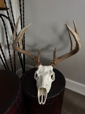 Mounted Deer Antler Skull - White Skull with Brown Antlers from 140”+ 8 point